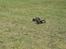 Buggy Hpi baja B5 SS