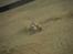 Buggy traxxas bandit xl5