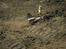 Buggy traxxas bandit xl5