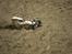 Buggy traxxas bandit xl5