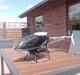 Helikopter Hirobo Shuttle Sceadu Evo