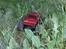 Off-Roader Dacko Mad Bull