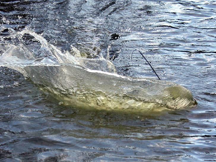 Båd MHZ Mini ECO Flea *SOLGT* billede 16