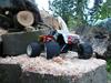 Truck Revo Rb 323 - Solgt