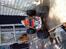 Off-Roader Traxxas Revo 3,3
