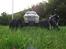 Truck t-maxx 3,3