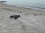 Off-Roader FG Stadium Truck SOLGT!