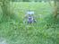Buggy kyosho Lazer zx-5 TILSALG