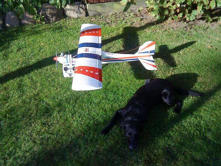 Fly Begynder fly billede 2