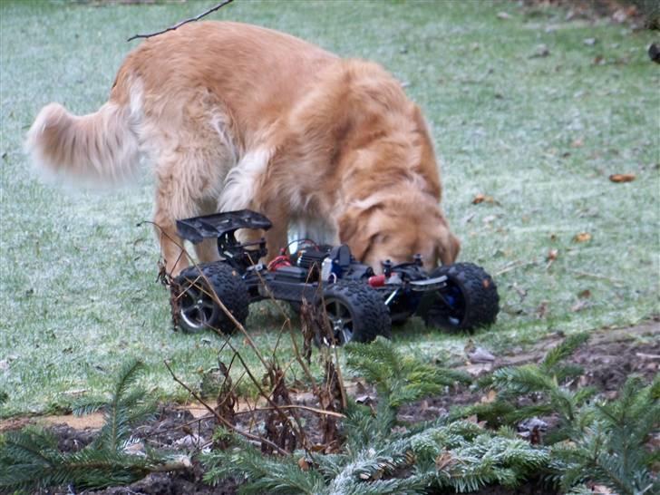 Bil E-revo Brushless - Forsatan hund billede 3