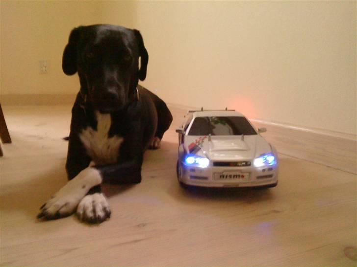 Bil HBX onroad  - Min vuffer :P billede 5