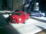 Bil Toyota Supra.. HBX