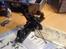 Buggy XRAY XB 808 (SOLGT)