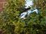 Helikopter Picooz - Craash!! :P