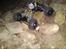 Off-Roader Berg 2.2/4.2