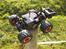 Off-Roader Team Losi Micro Raminator
