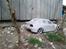 Bil Mitsubishi Lancer 