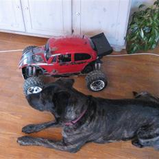 Truck Fg Beetle Pro *BYTTET*