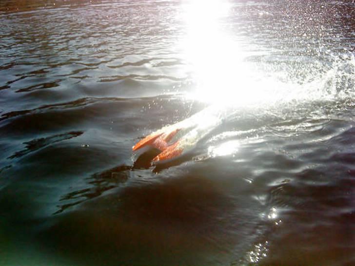 Båd power cat billede 10