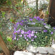 Helikopter chinook [Tidl. RC enhed]