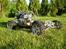 Bil FG marder elcon XL.