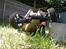 Buggy HPI Trophy 3.5