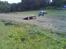 Buggy FG Stadium Beetle PRO