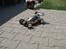 Buggy lightning 10 sport