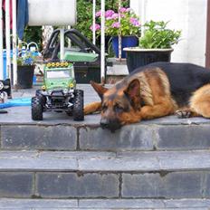 Off-Roader tamiya landcruiser 