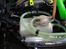 Buggy Hobao Hyper 7 #3 SOLGT