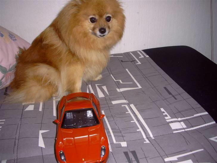 Bil ferrari  billede 12