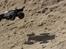 Off-Roader Stealth X09 Truggy Brushl