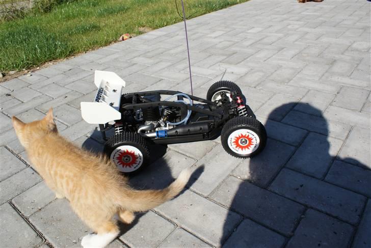 Buggy runner xb - min søde kat billede 10