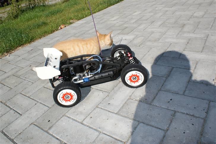 Buggy runner xb - min kat igen billede 18