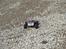 Bil HPI E-Firestorm 10T
