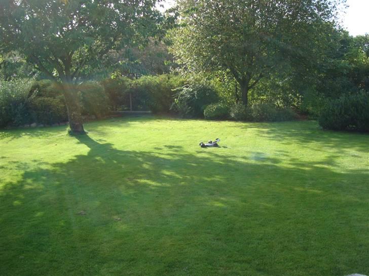 Buggy Hong nor x1xcr - X2cr billede 10