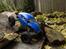 Truck Axial Scorpion AX10