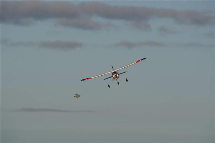 Fly Multiplex Mentor - En due i baggrunden venter på landingstilladelse billede 10