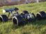 Off-Roader Losi 8IGHT-T BRUSHLESS.