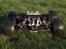 Off-Roader Losi 8IGHT-T BRUSHLESS.