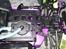 Buggy Atomic Warhead 3,0