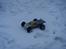 Bil Losi speed-t