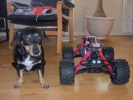 Truck Savage 25  - Min dumme hund :D billede 8