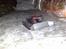 Off-Roader Kyosho Blizzard