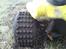Buggy Fg Alu Beetle