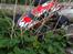 Off-Roader traxxas revo 2.5 Solgt 