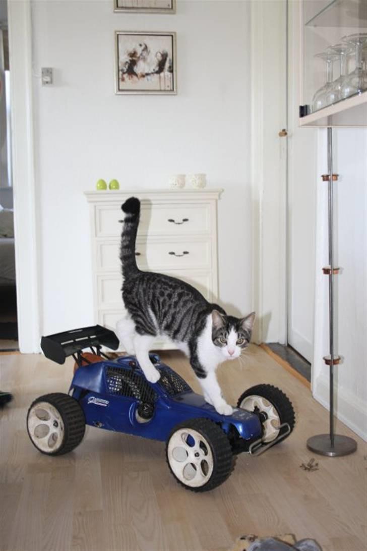 Bil Fg Marder Blue Man SOLGT! - min mis billede 2