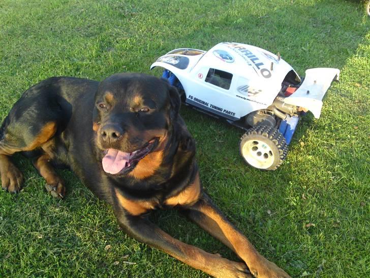 Off-Roader Fg Stadium Pro (Byttet) - PAS PÅ!! Den farlige vagt hund!! billede 14