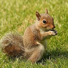 Off-Roader Revo 3,3 (Byttet) *BYTTET*