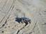 Off-Roader Traxxas E-Revo 1:16 Vxl